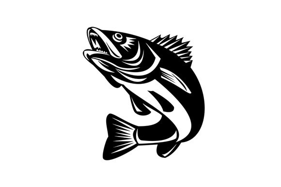 Download Walleye Fish Jumping Isolated Black - Fish Collection